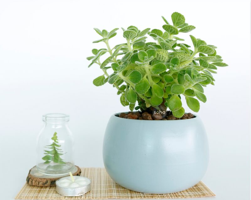 CÂY CẢNH PHONG THỦY HỢP MỆNH VỚI 12 CON GIÁP